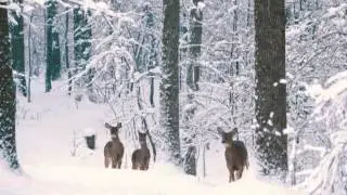 Stranger in the Woods: Sneak Peak