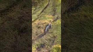 Big salt water crocodile with a feral pig he just killed. #crcos #crocodile #wildlife #nature
