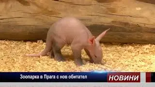 Мравояд