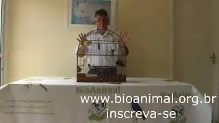 COMO MELHORAR SEU COLEIRA