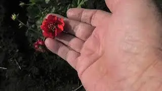 Мои аленькие цветочки   гравилат САДОВЫЙ ЛИДЕР  и лихнис ВЕЗУВИЙ, 24 июня