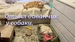 Отнял диванчик у собаки. #котик