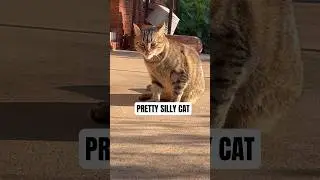 PRETTY SILLY SOFIE CAT #shortvideo #youtubeshorts #tabbycat #catlife #catvideo #catvideo #cat