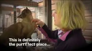 TAKE THE TOUR OF LANDPORT CATTERY