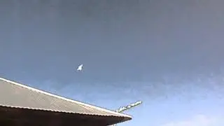 голуби молодёж, гребуны.