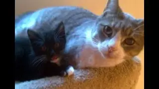 Oscar Meets Baby Felix