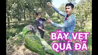 Đi Găng Lưới Bẫy Cu - Dính Cả Đàn Cu Cườm và Đàn Vẹt xanh cực đẹp