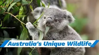 Australia's Unique Wildlife: A Closer Look