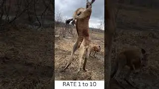 Macho na kangaroo lol 
