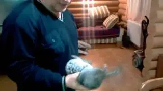 Шиншилла крутит хвостом