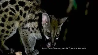 Large-spotted genet /  Masai Mara