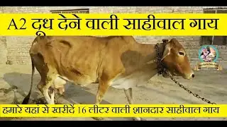 Top Quality Sahiwal Cow | 16 लीटर वाली शानदार साहीवाल गाय | A2 दूध वाली गाय | Shri Kanha Dairy Farm