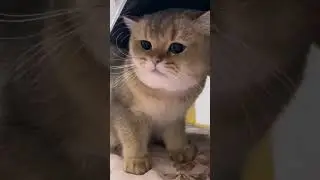 Angry Cat🤣 #cat #shortsviral #shortsfeed #shortsvideo #shortsviral #funnyshorts