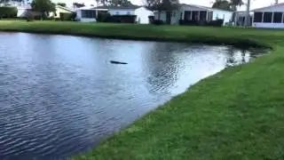 We saw an alligator