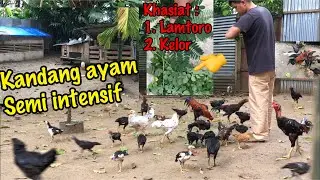 Ternak ayam kampung kandang semi intensif & khasiat daun kelor, daun lamtoro untuk ayam