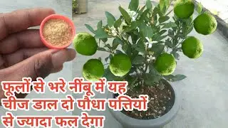 फूलों से भरे नींबू में केवल एक बार यह चीज डाल दो/पौधा पत्तियों से ज्यादा फल देगा