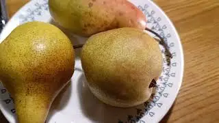 Сорт груши Белорусская поздняя. Груша Белорусская поздняя обзор  2022.