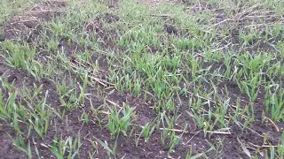 Winter crops sprouted from Rum!👍