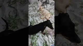 Как думаете,кто спёр колбасу?🤣