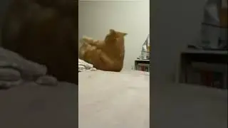 ловкость кошки #shorts