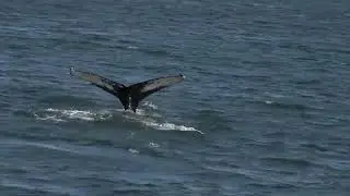Whales Husavik Iceland