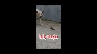 Anjing vs Bunglon | Begini Cara Bunglon Mempertahankan Diri