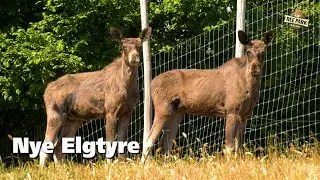 To elgtyre er flyttet ind