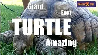Ride on Giant Turtle Amazing!