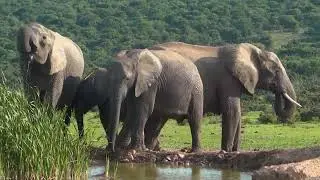 4 African Elephants At A Waterhole