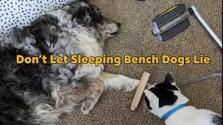 Don't Let Sleeping Bench Dogs Lie