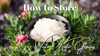 How to make water kefir: STORING WATER GRAINS