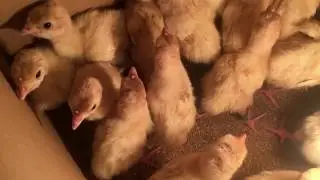 Объявление!! Бройлерные индюшата