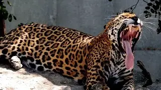 Jaguar vs Tiger - Big Cats at the Zoo 4K - St. Louis Zoo