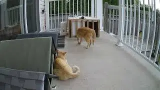 Cat vs Cat Stare Down | Defender Guard
