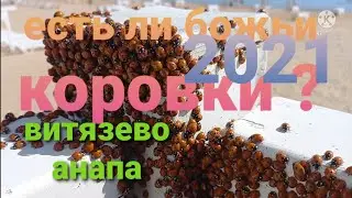 есть сегодня в Анапе божьи коровки?