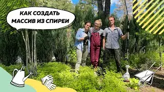 Как сформировать массив из спиреи? | Спирея | Спирея японская | Пузыреплодник