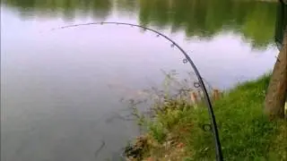 Browning King Feeder 4.20 in action @ 6kg ponty (Carp 13lbs)