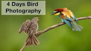 Bee-eater, oriole and starling - bird photography in eastern Germany