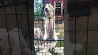 Adorable Baby Maremma Puppies 🐶 #puppy #dogs #animals #shorts