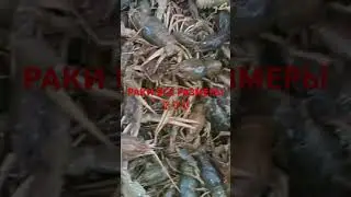 Раки живые напрямую от рыбаков