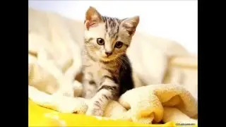 мл - vk.com