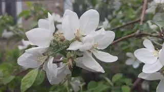 MY LIFE 🍃🌼/Часть 1/Мой сад/ Жизнь в деревне прекрасна! 🍃🌼