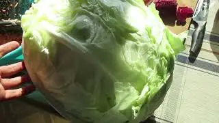 Солёная капуста с огурцами 