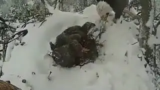 The Emotion video How Eagle Cares for her Children| Animal love for their off springs.