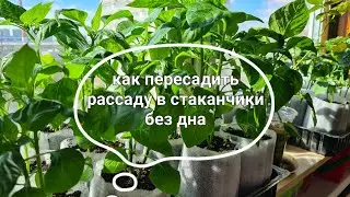 Transplanting (picking out) seedlings into cups without a bottom, the soil does not fall out, and...