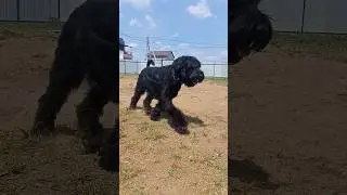ризеншнауцер гуляет по участку
