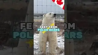 How close can we can get to Polar Bears?🤞 