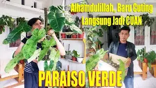 Baru Cacah Langsung Cuan | Budidaya/ Perbanyakan Philodendron PARAISO VERDE