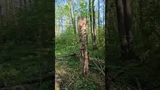 Заказник "Комаровский берег", экотропа 🌿