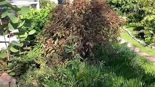 Frogfruit replaces grass 1